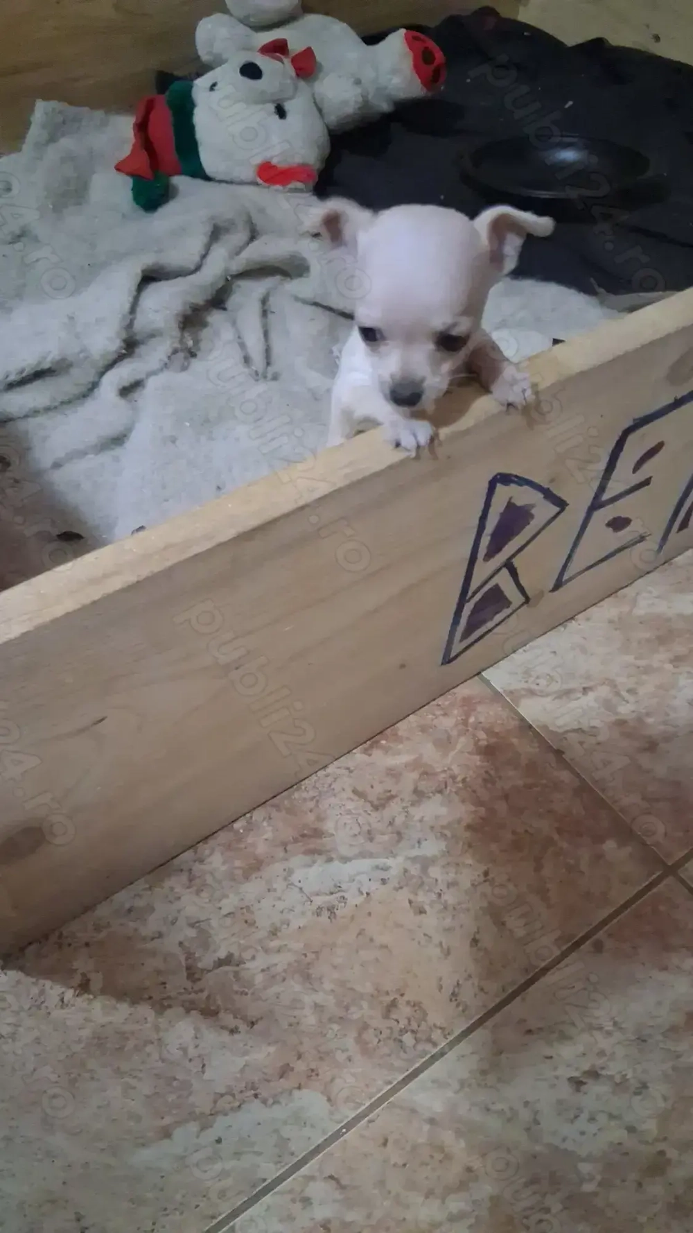 Catelusa chihuahua de 7 saptamani