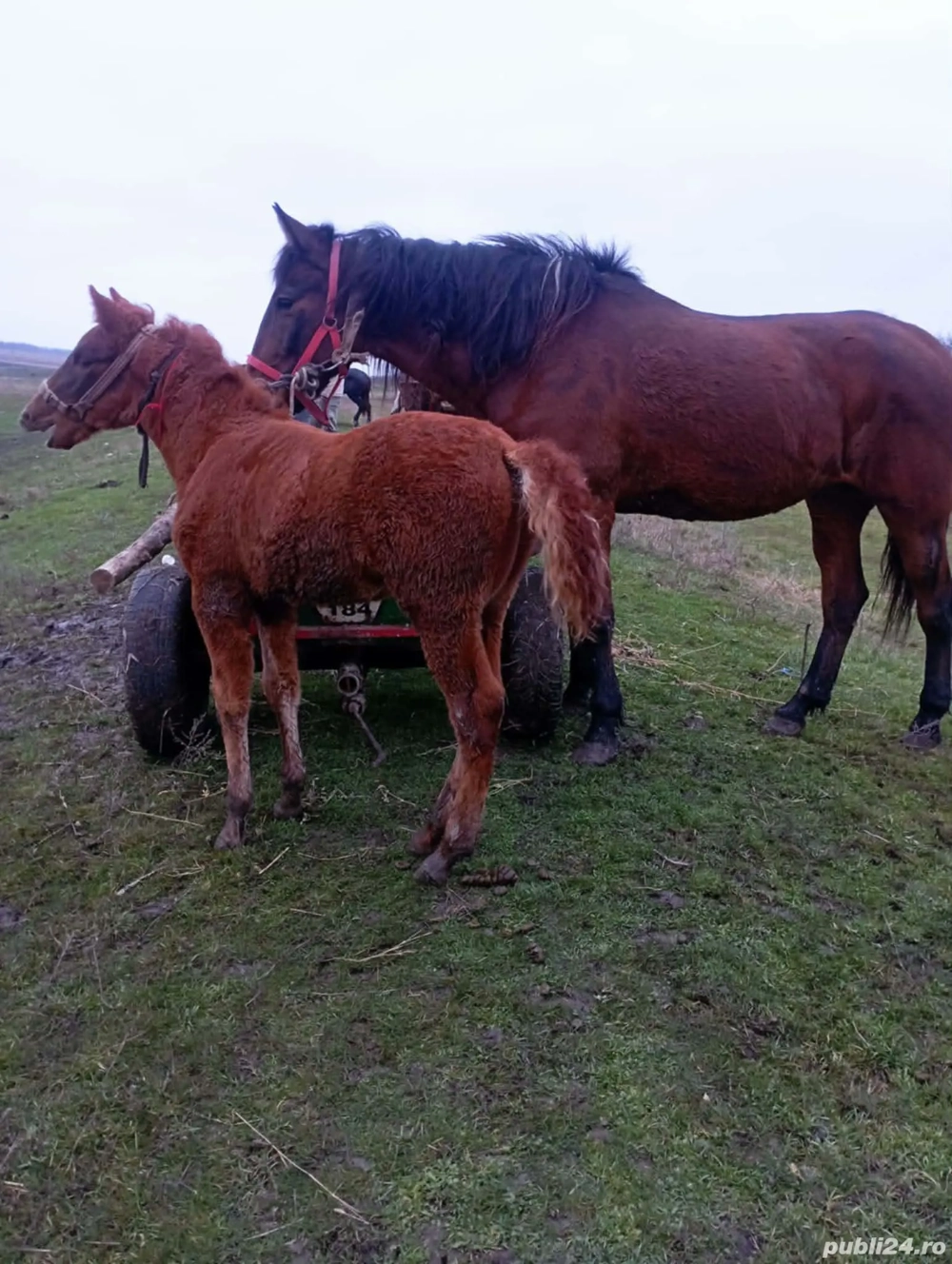 mânz de vanzare 3 luni
