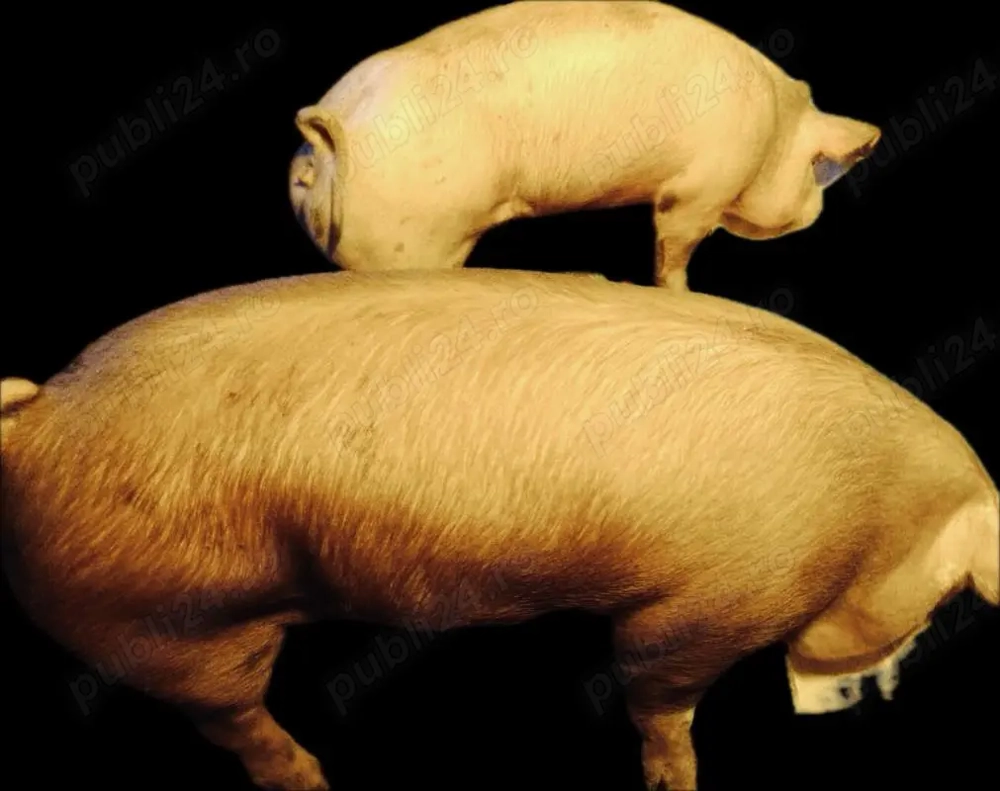 De vânzare crescuți în gospodărie la tara cu porumb  grâu 