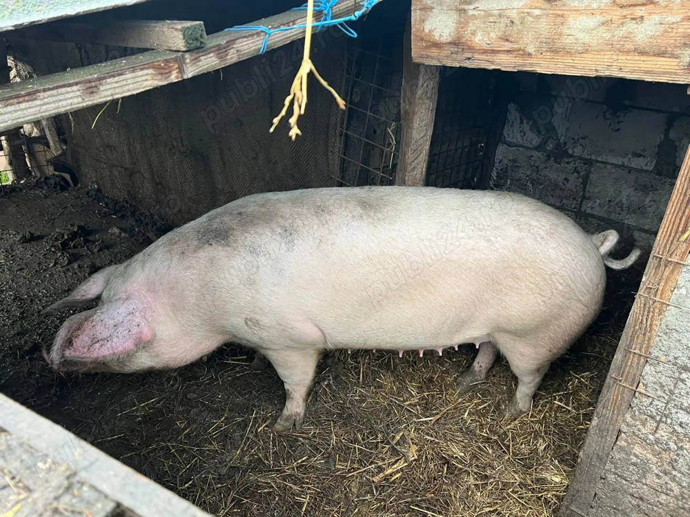 Purcea landras fara grasime