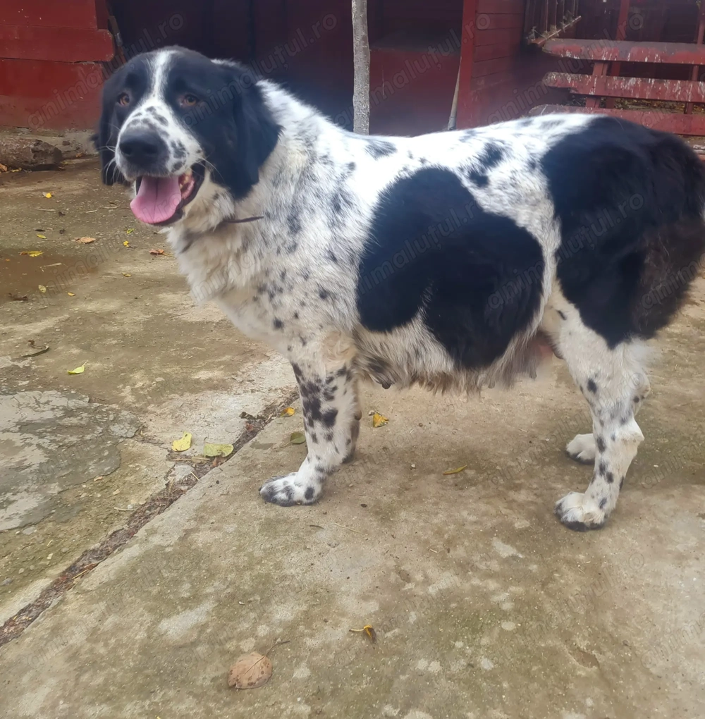 Ciobanesc de Bucovina 