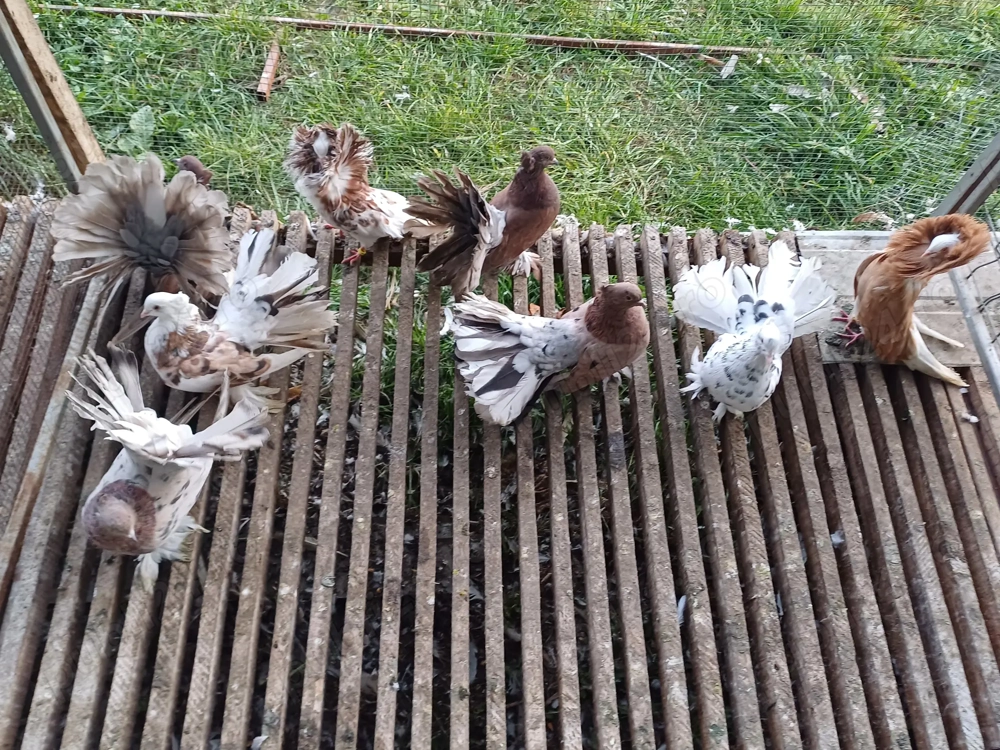 Vand porumbei indieni și o pereche de Maria Stuart 