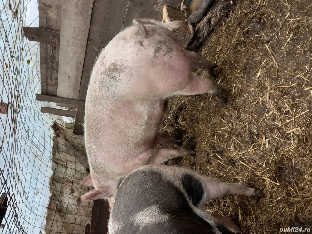 porci de vânzare 