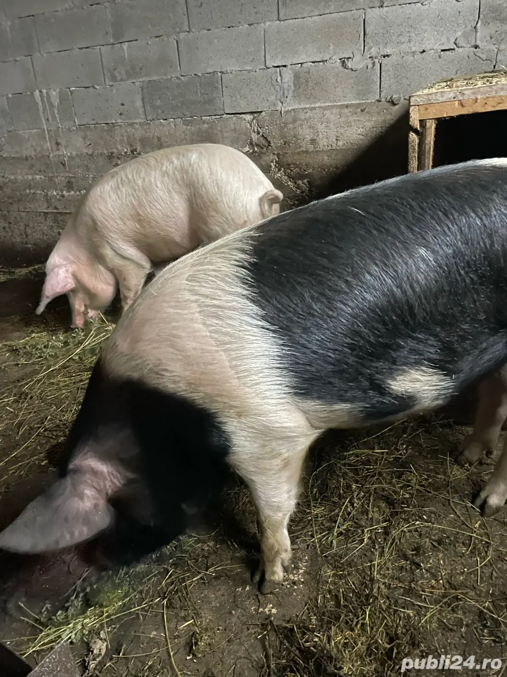 Vând porci pt sărbători 