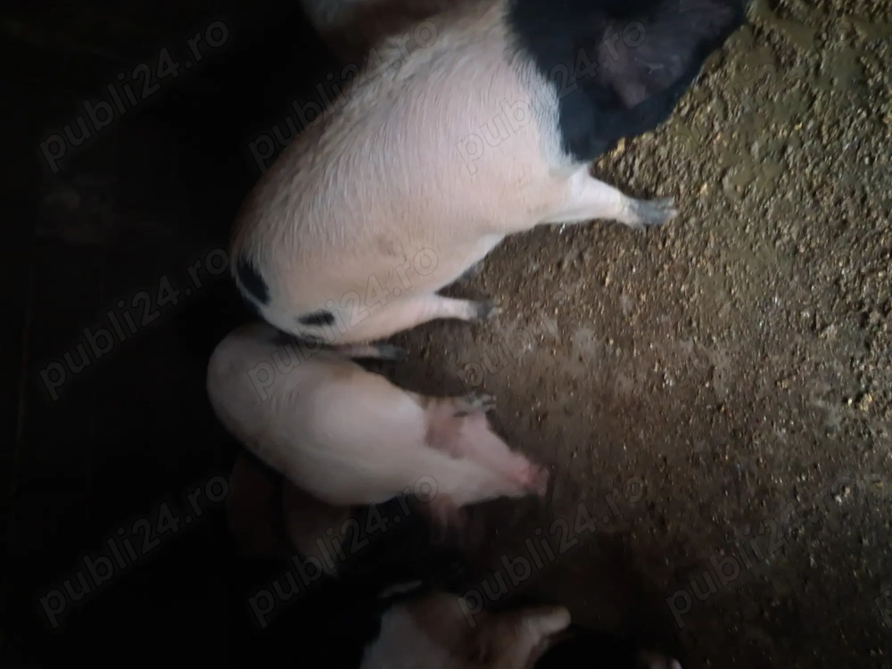 Vand porci 150 160 kg