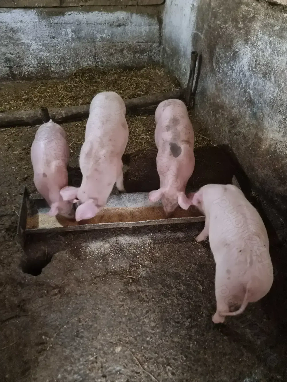 Vând purcei landrace 