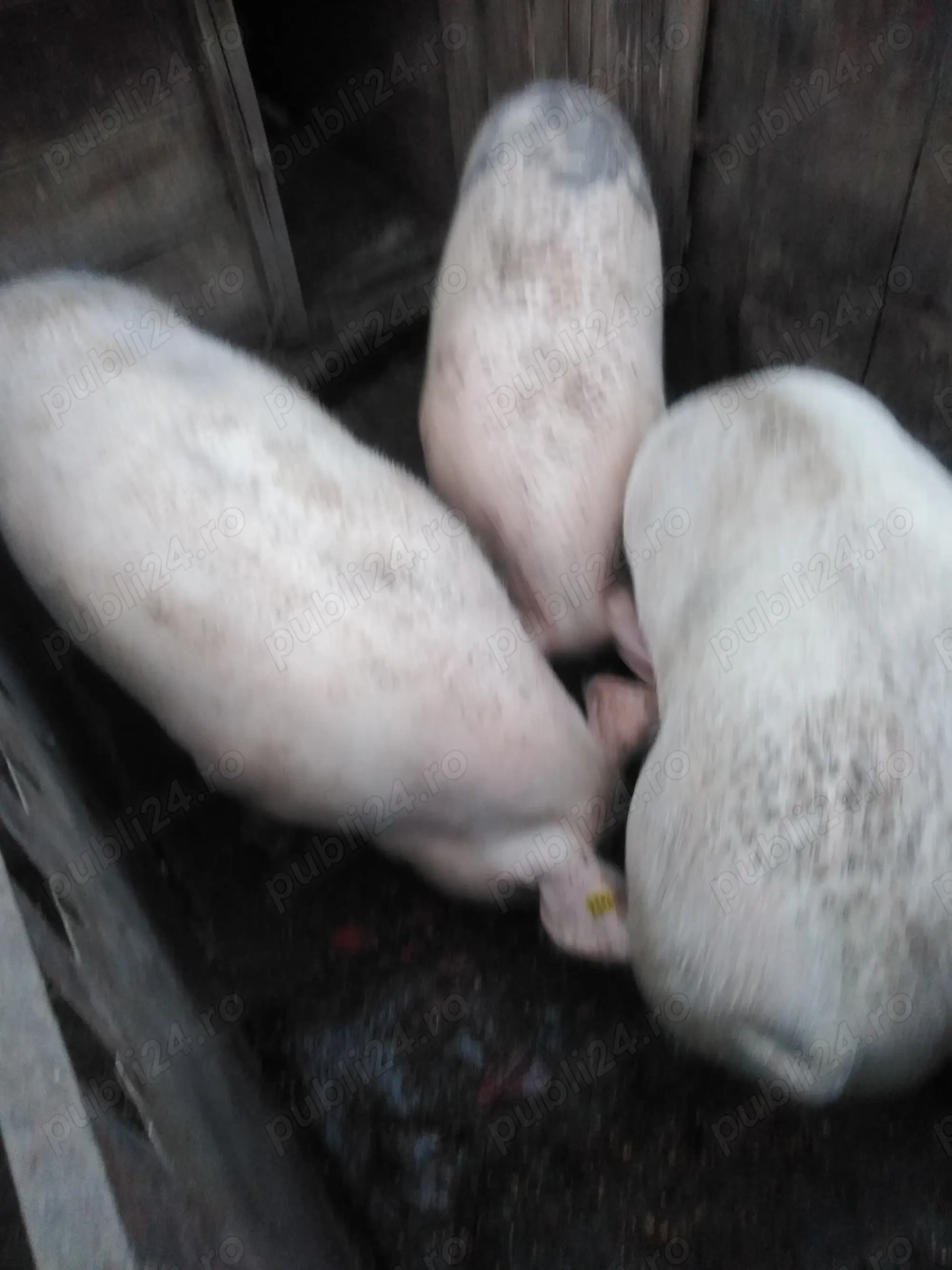 Vind porcii pentru tájat din gospodarie