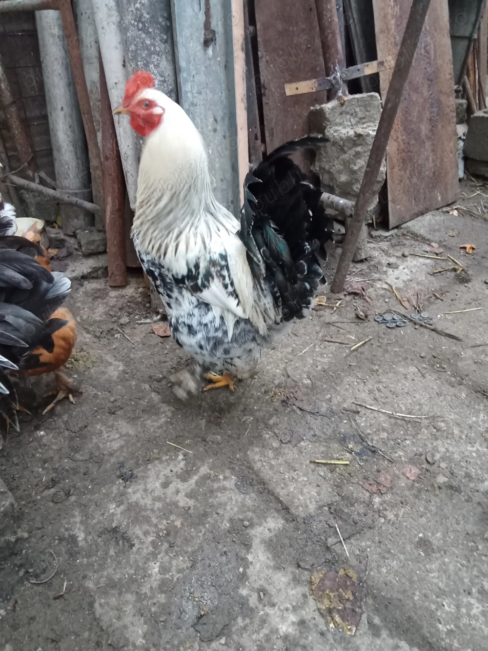 Cocos brahma de anul trecut SI un cocos golas tot  de anul trecut 