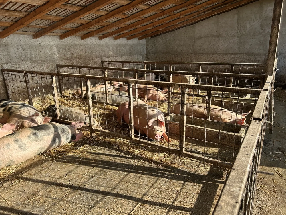 Porc mangalita de vânzare 