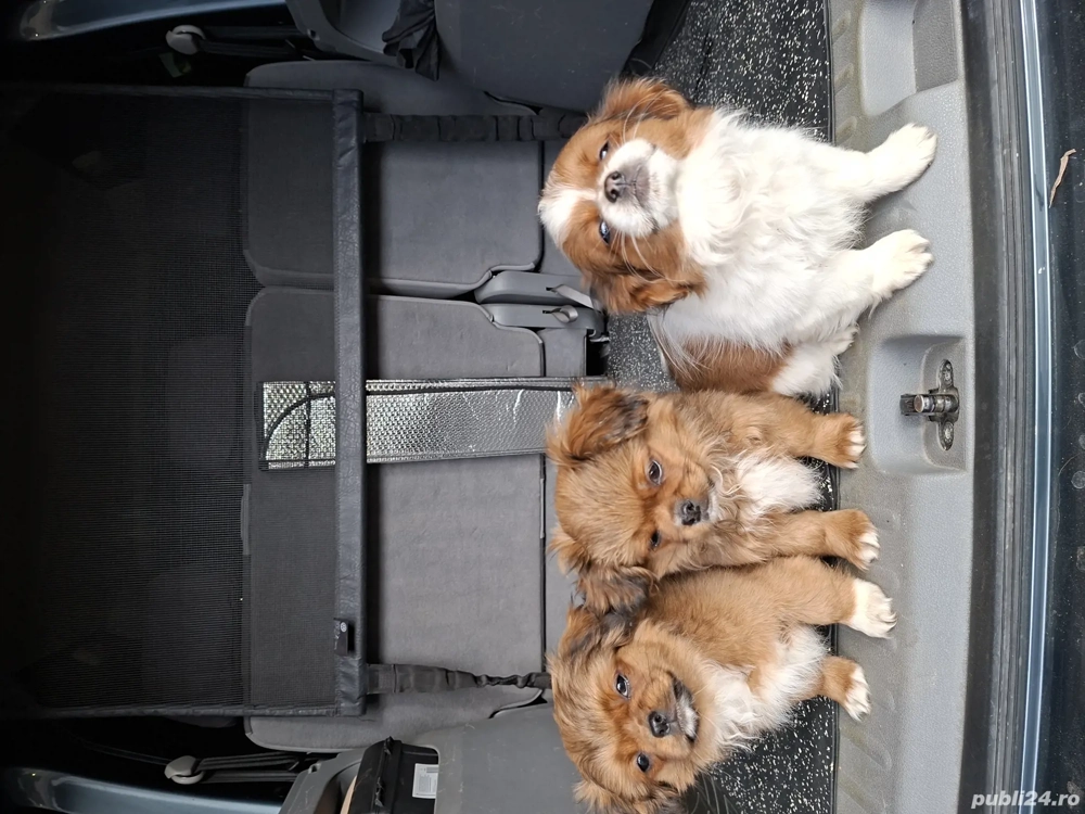 Pechinezi de 12 săptămâni