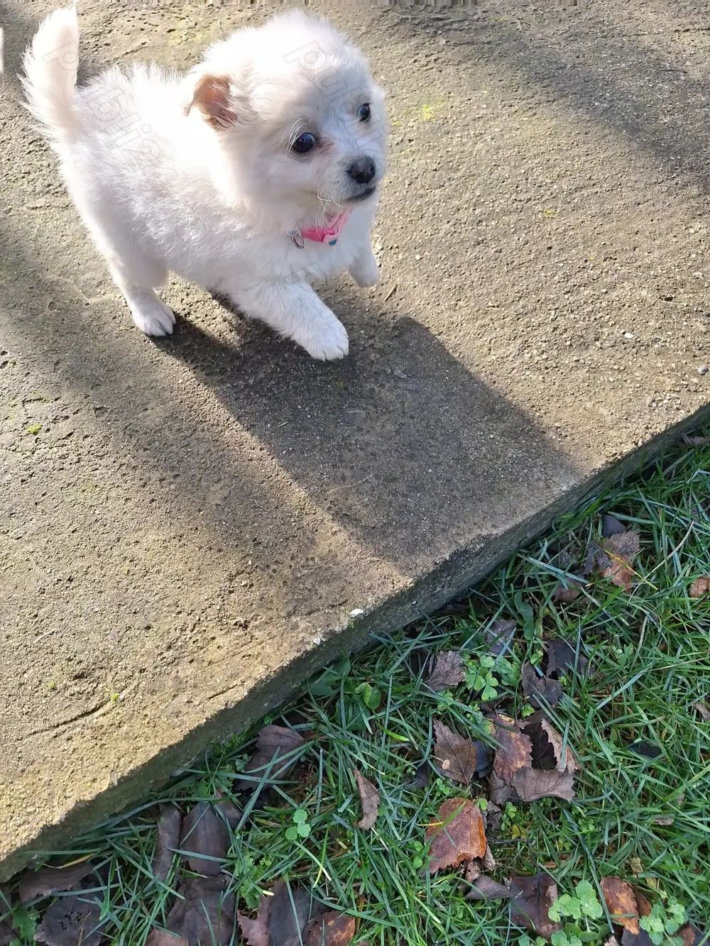 Catelusa Bischon mini Toy