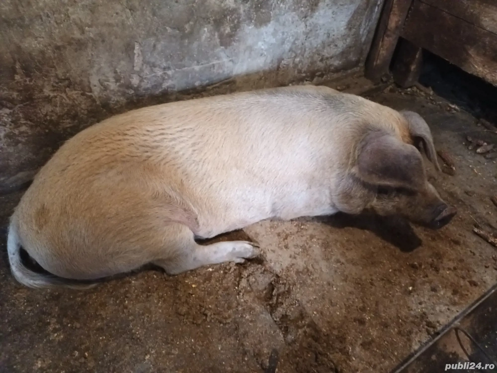 Porc  de gospodărie
