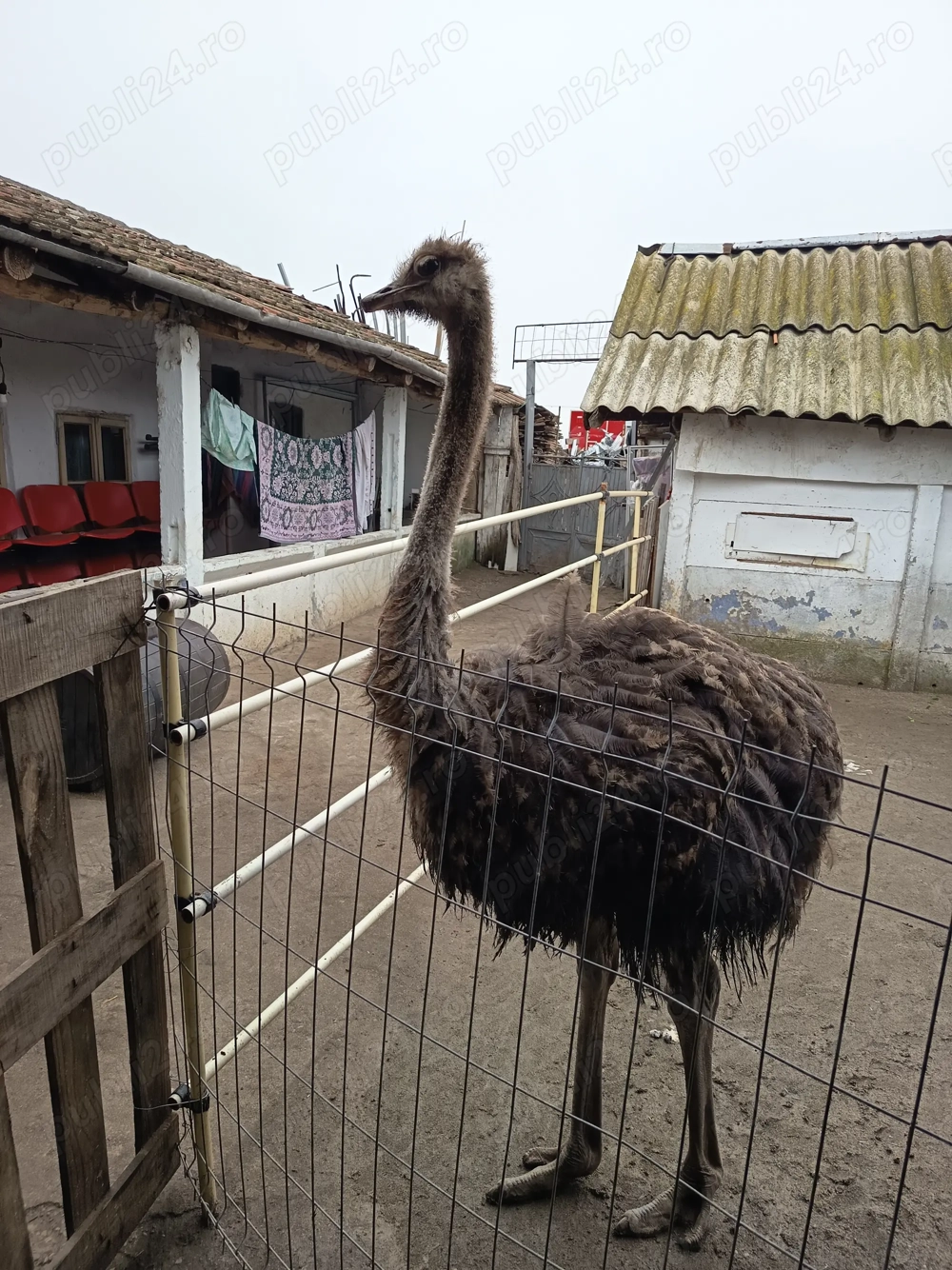 Struț de vânzare 