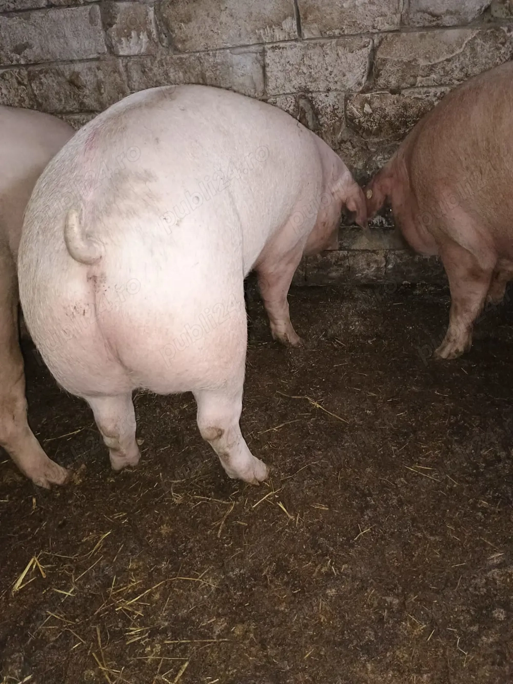 Porci  60-80kg130-150 kg  ofer transport 