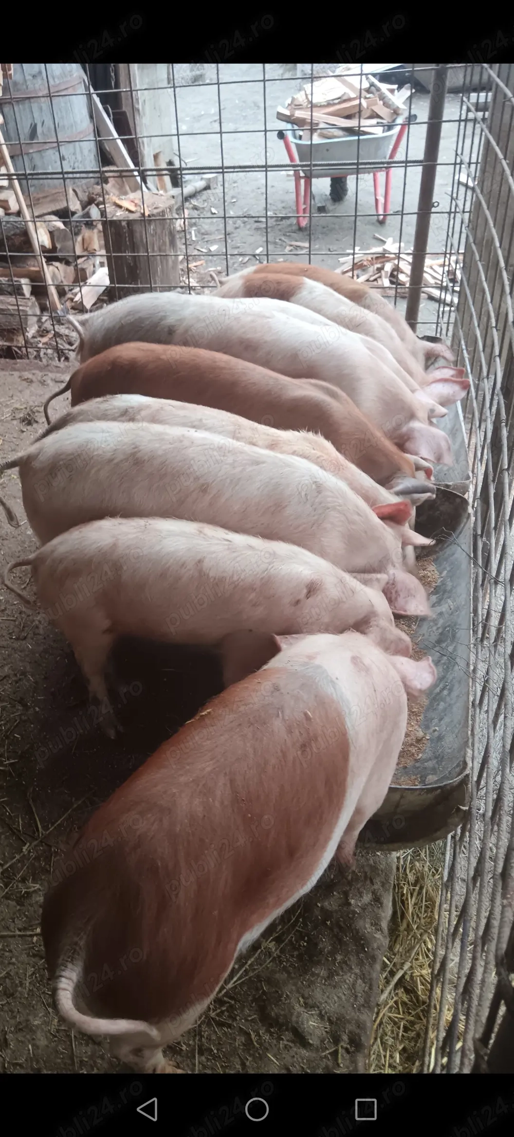 5 grăsuni disponibili 40+ kg