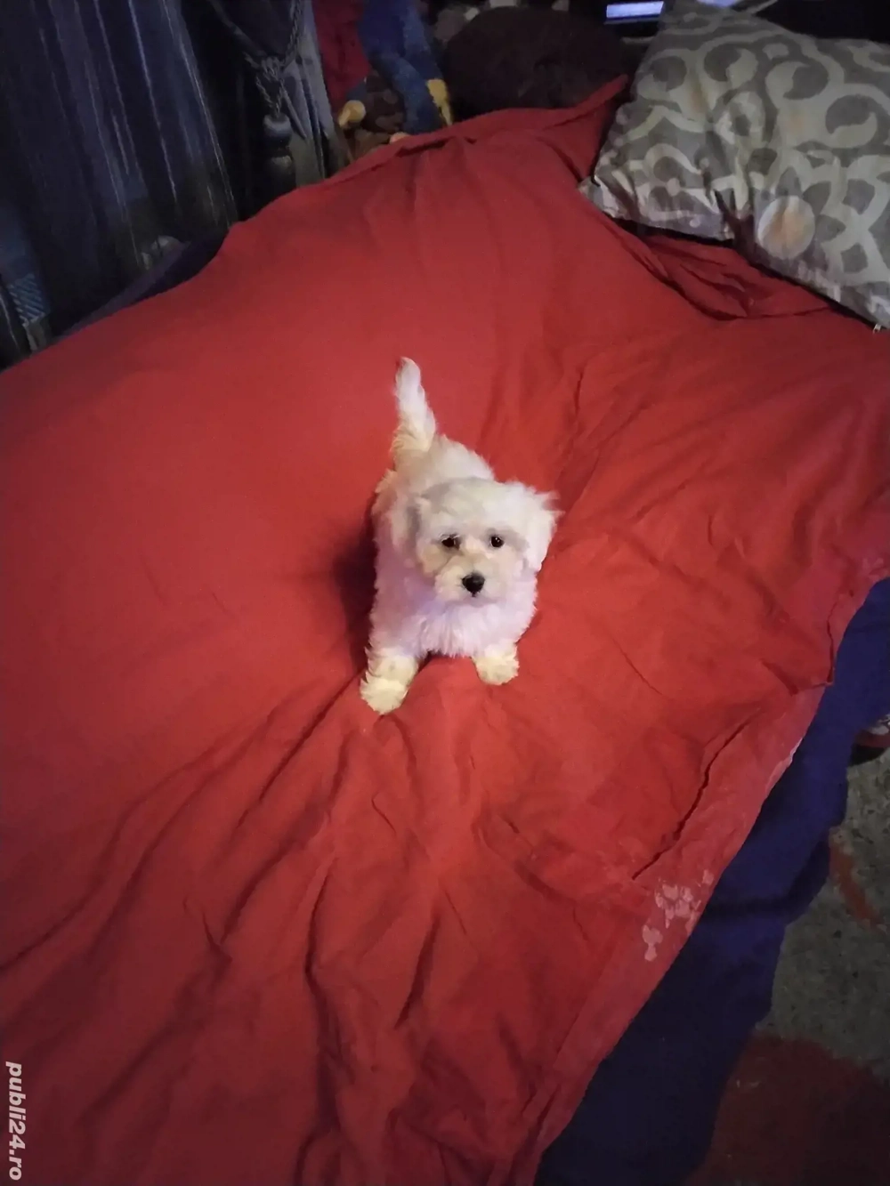 Bichon Maltez Pasaport Bishon Bison 