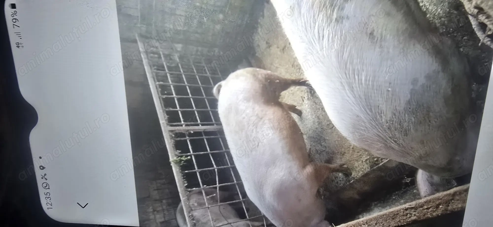 Porci de vanzare 16 lei kg negociabil