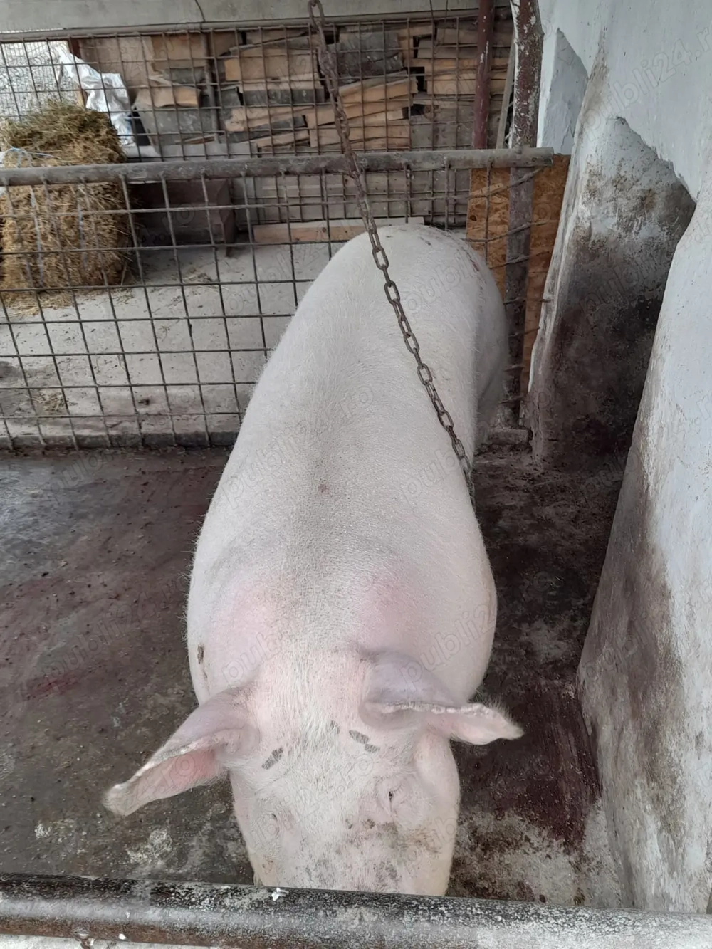 Vând porc 190- 200 kg