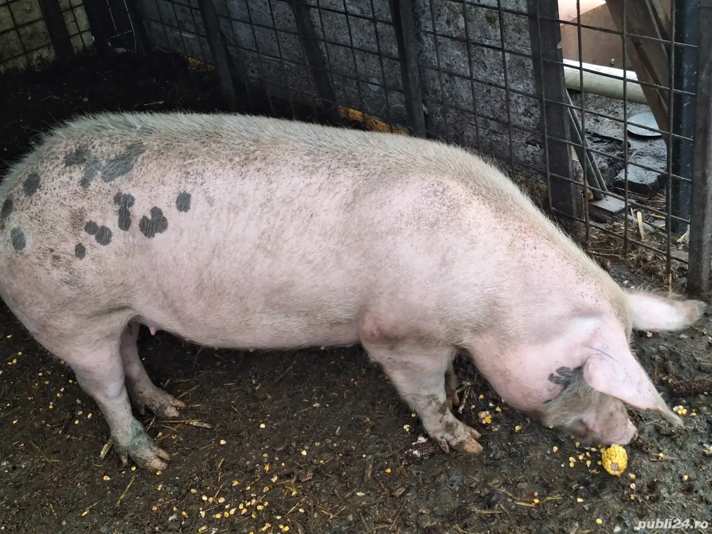 Scroafa pentru sacrificare