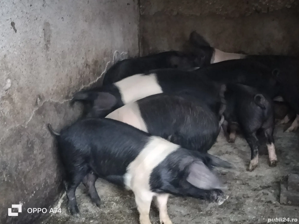 Bazna de Bazna, CRESCUȚI CA LA CARTE! Dispun și de cântar!