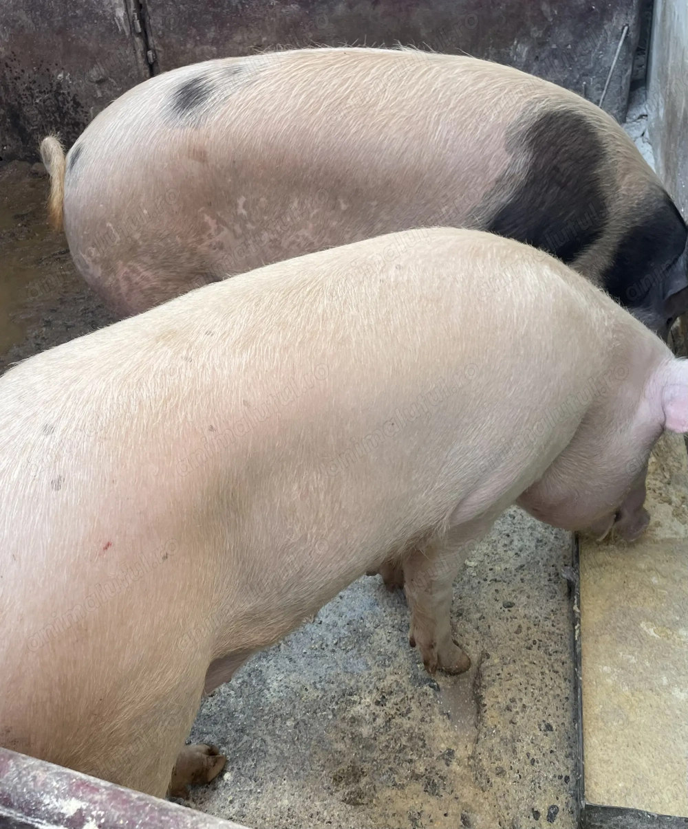 Porci din gospodaria propreie