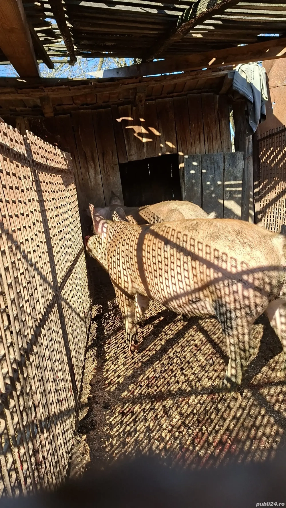 Porci de vanzare Mihaesti Arges