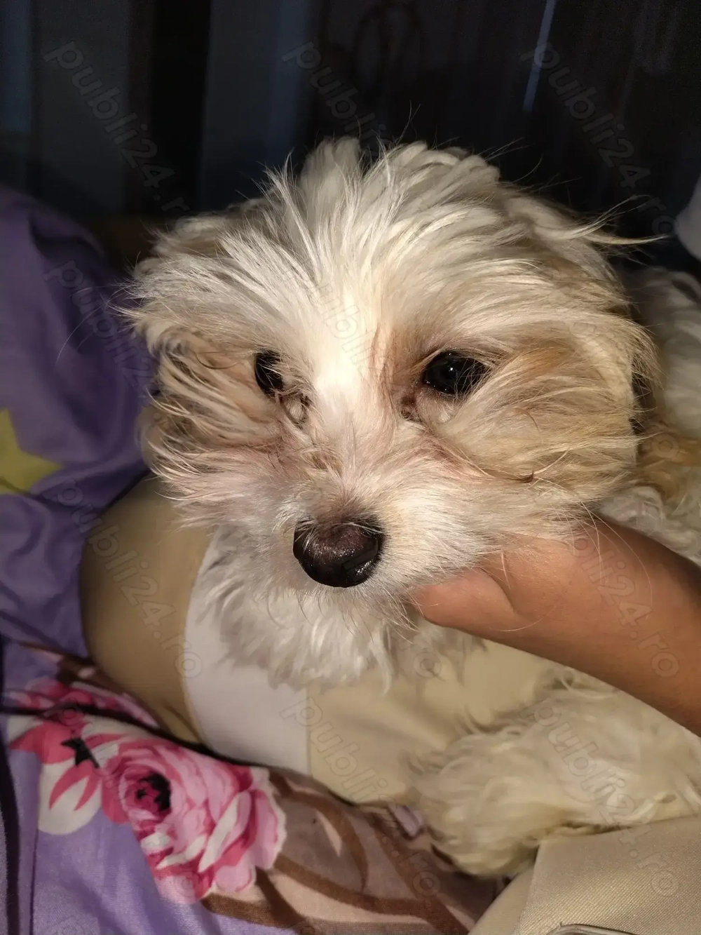 Vând cățel bișon 