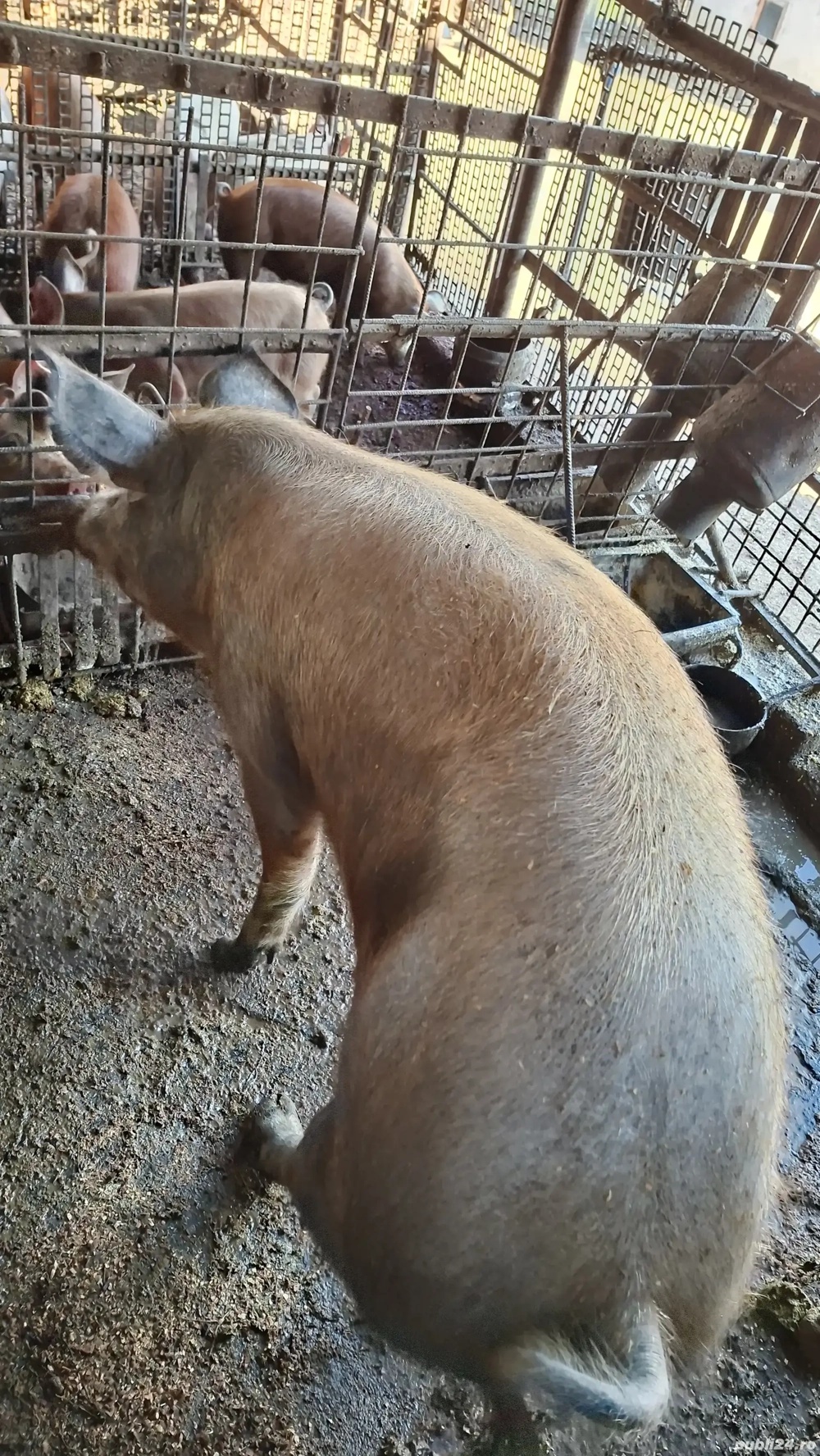 porc de vanzare Mihaesti Arges