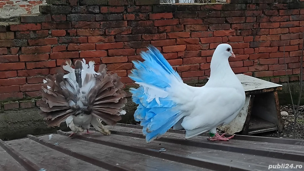 porumbei rotati la schimb 