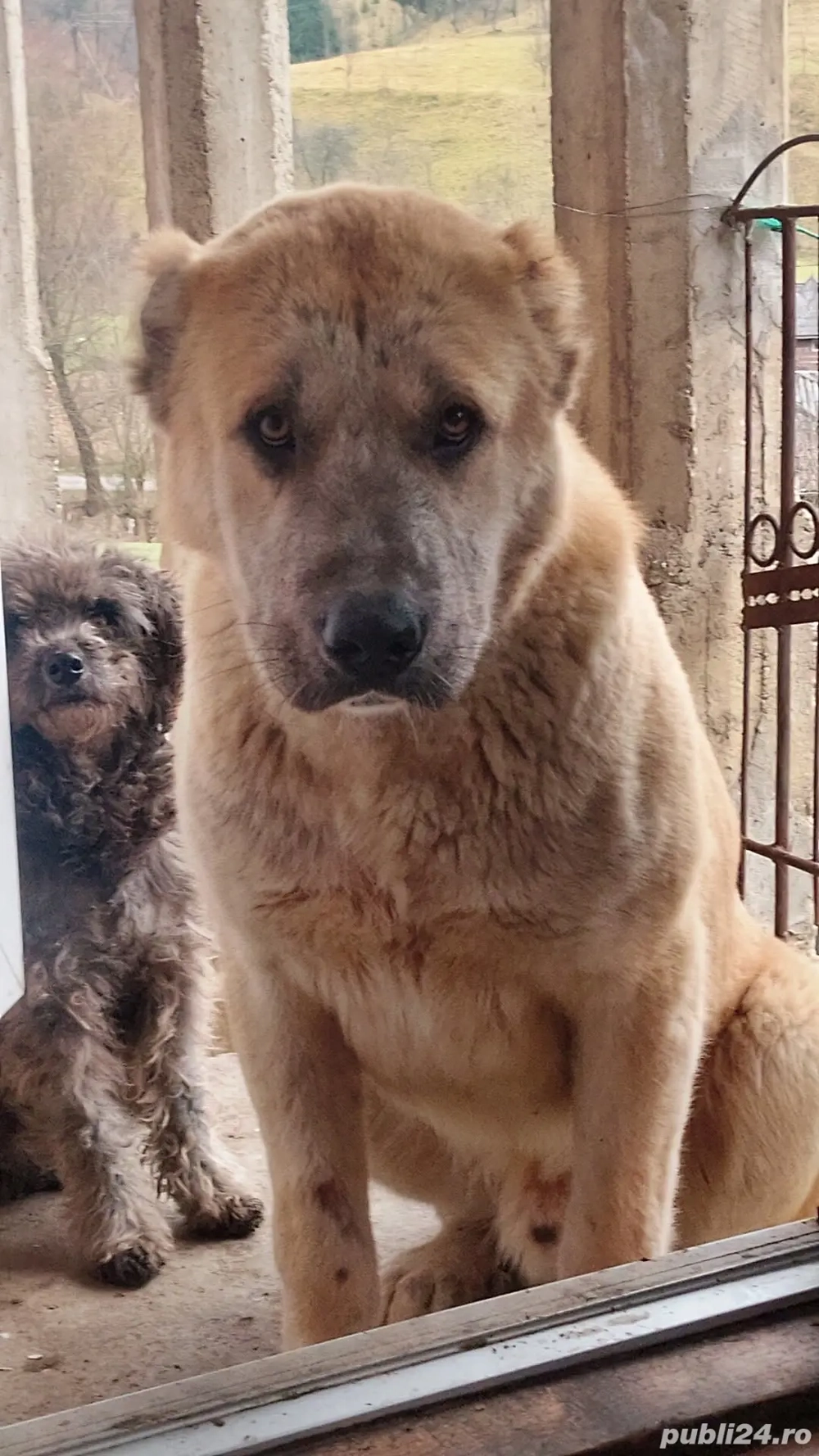 Ciobanesc de asia centrala de vânzare