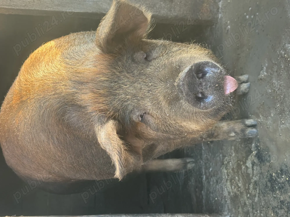 Vând porc roșu numai bun de sacrificat