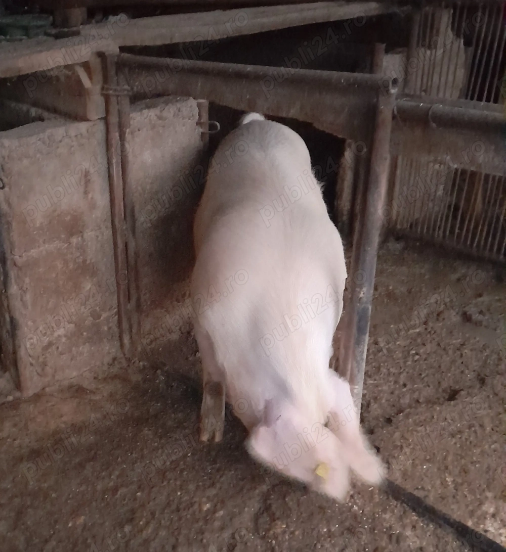 Vând porc gras. Potrivit pentru sacrificat
