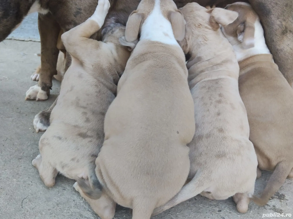 pentru iubitorii de animale 