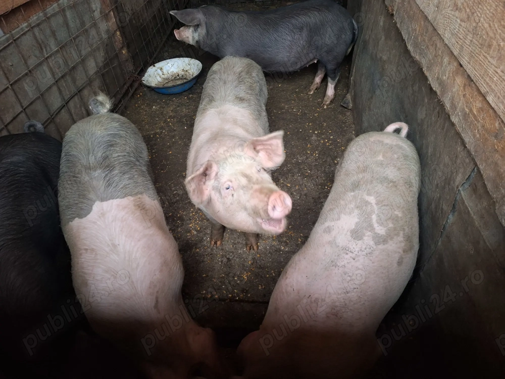 Porci de vanzare ialomita