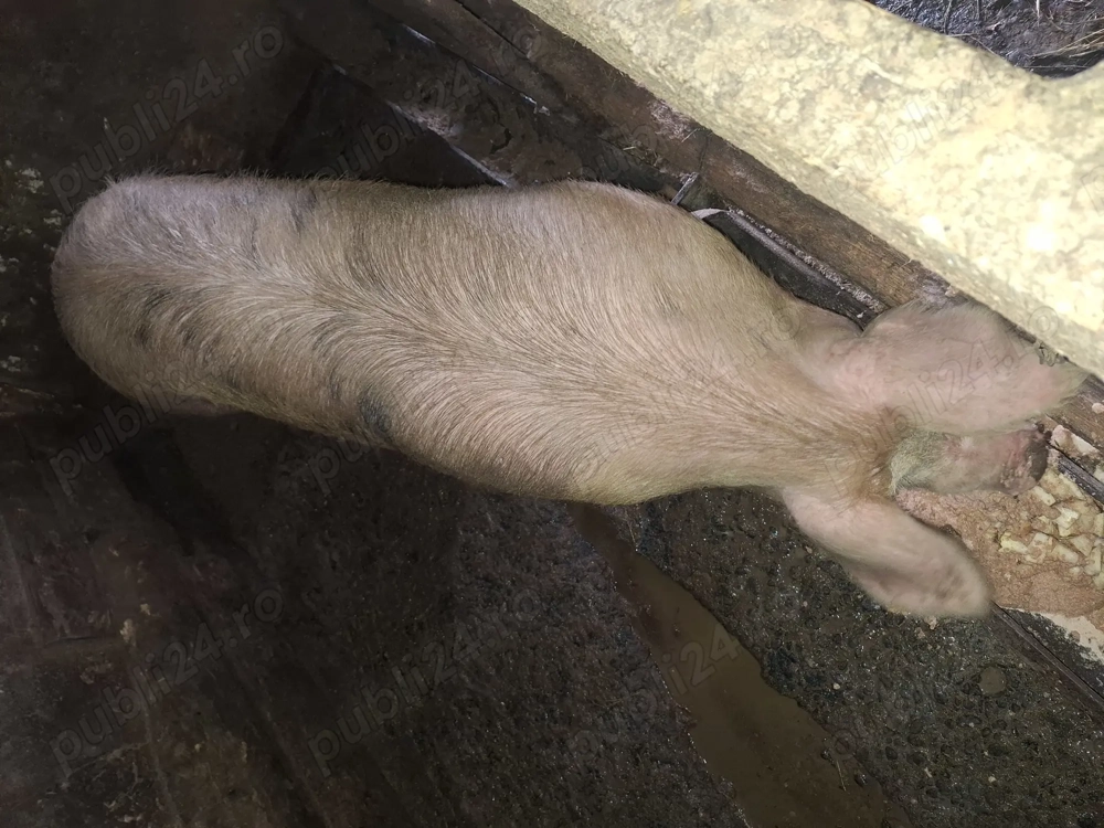 Vând scroafa pentru sacrificat 