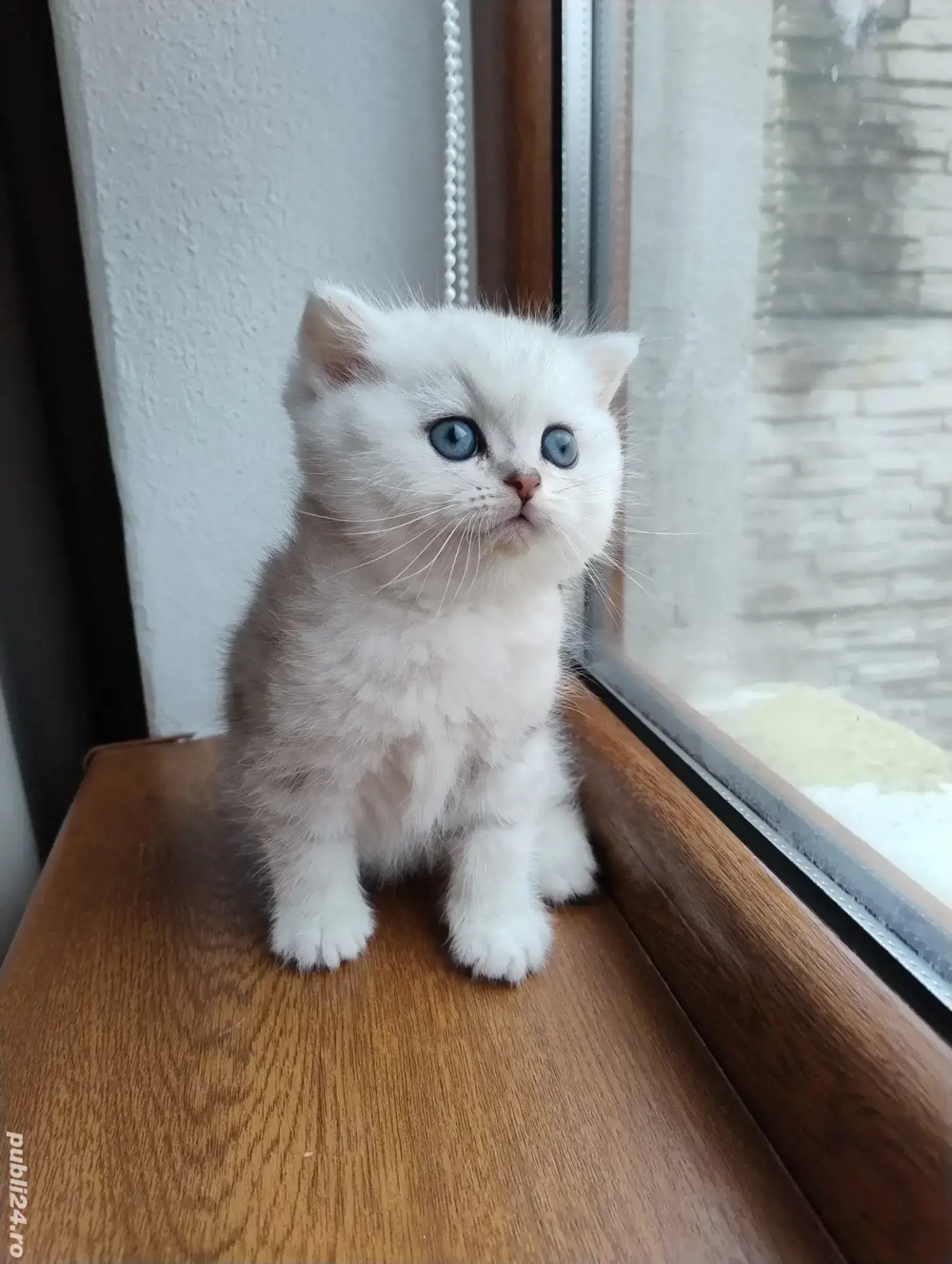 British shorthair silver black shaded 