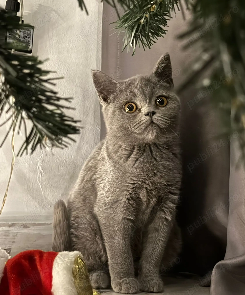 Baietel British Shorthair blue
