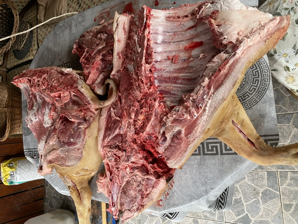 Cane de porc de vanzare