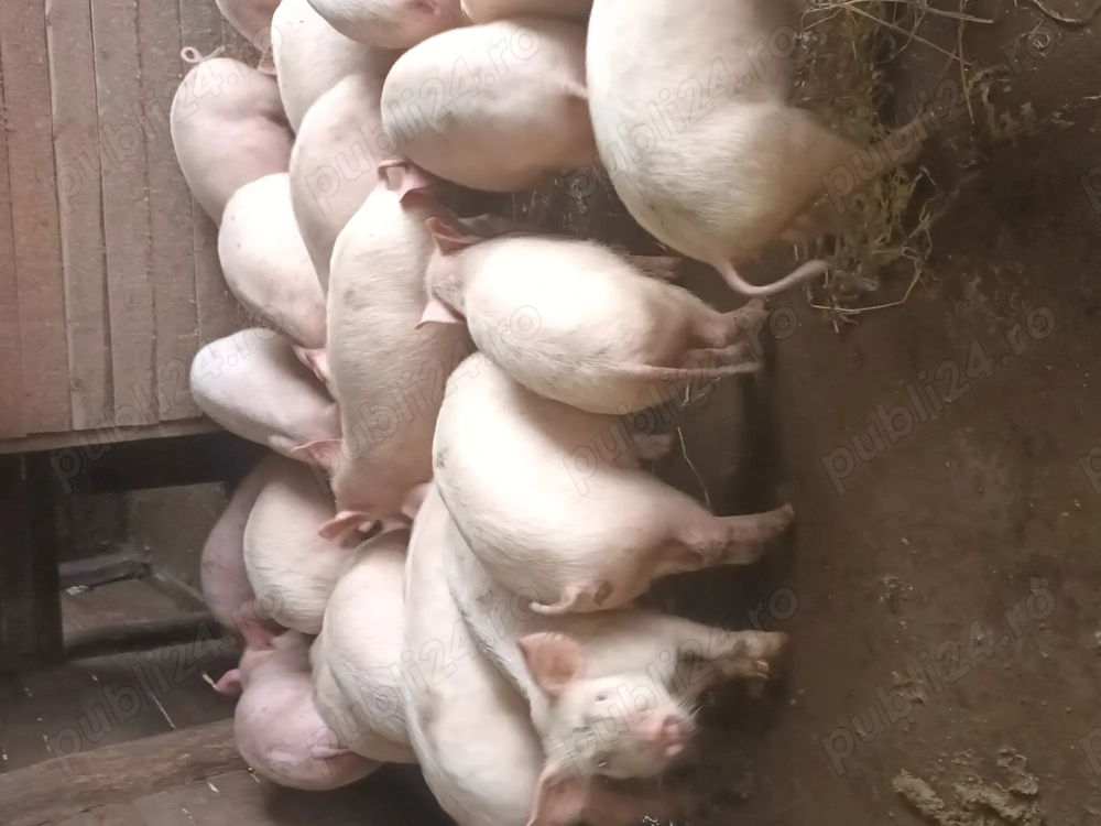 Grasuni de vanzare  VANATORI 