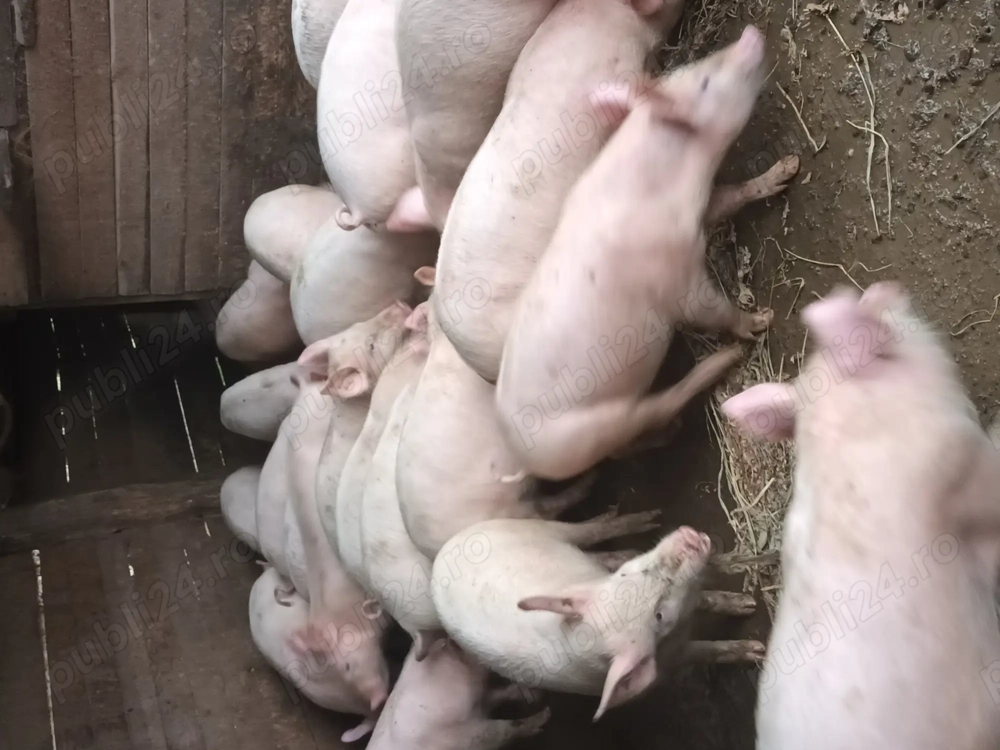 Grasuni de vanzare !