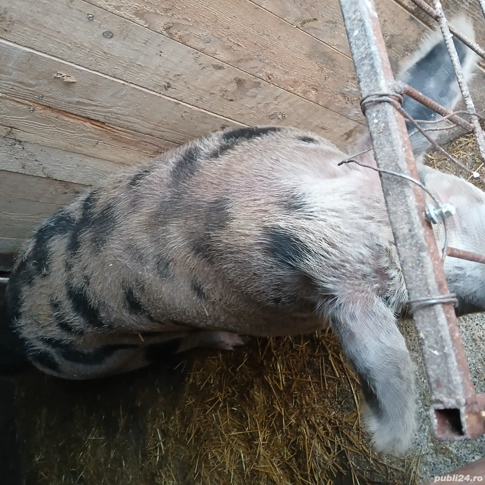 vand 1 4 din acest porc de peste 350kg