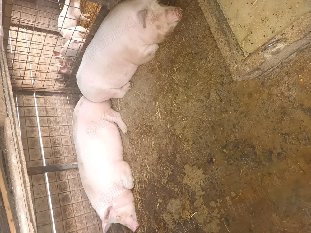 Porc gras de vanzare 