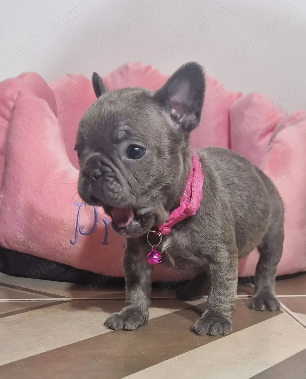 Bulldog Francez Blue 