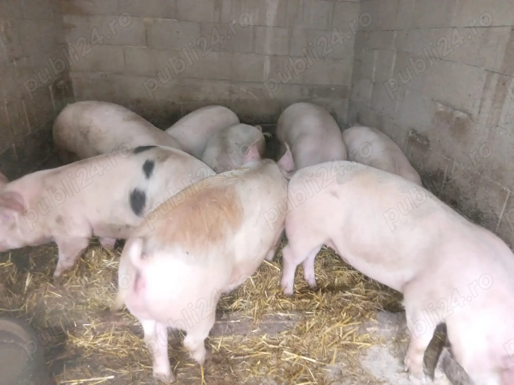 Porcii de vazare 18 lei