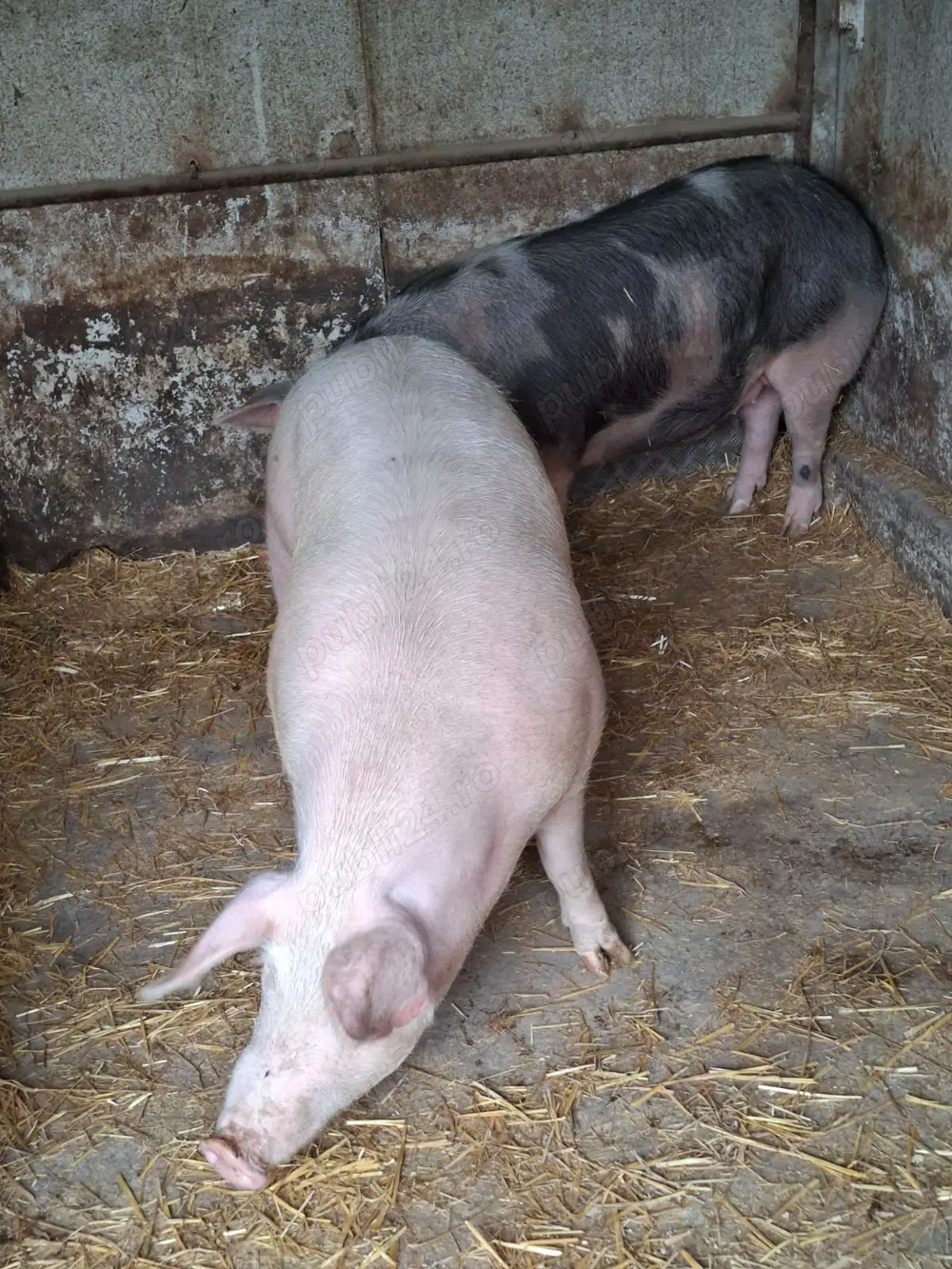 Vand porci de carne pentru masa de Crăciun 