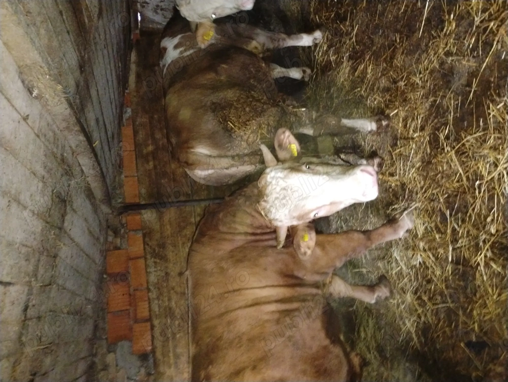 Vând taurii bălțat românească 