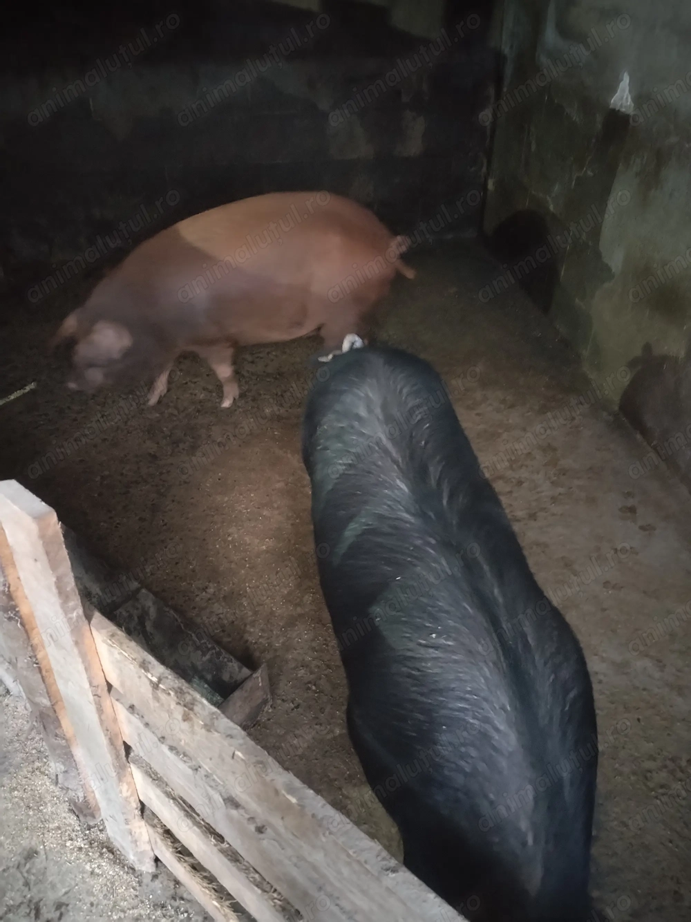 2 porci disponibili 