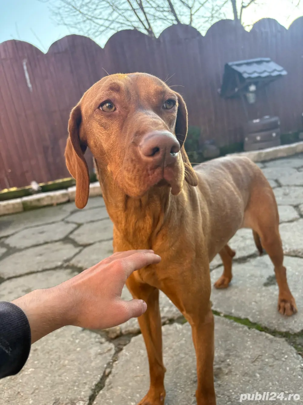 Vizla brac (maghiar)