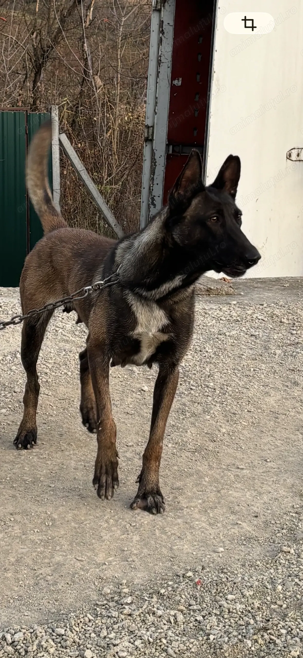 Vând cățea Malinois în vârstă de 2,6 ani