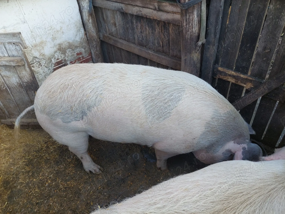 Porci de vanzare